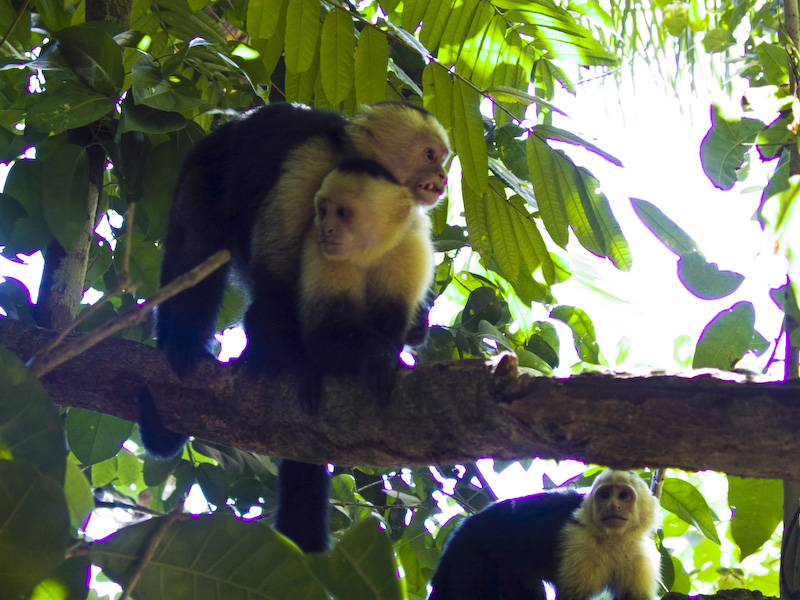 White-Faced Capuchins In Tree